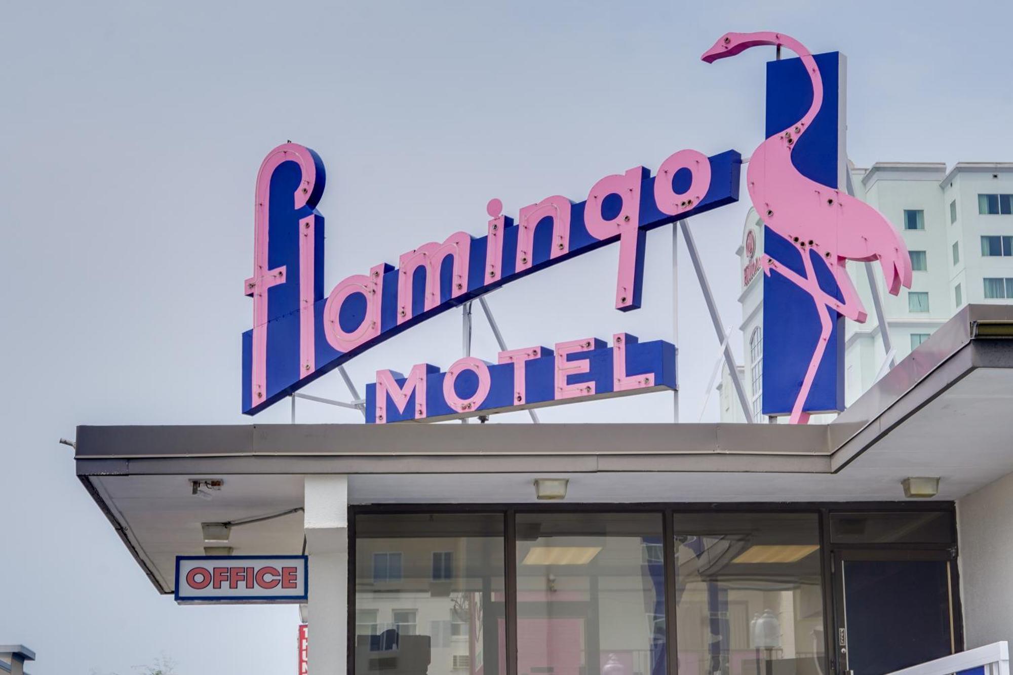 Flamingo